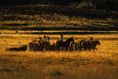 Wild Horses