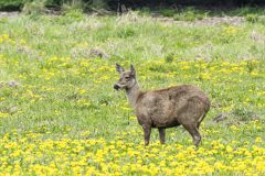 DSC_1934-Huemul-scaled